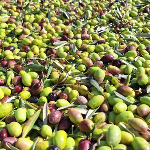 Olive